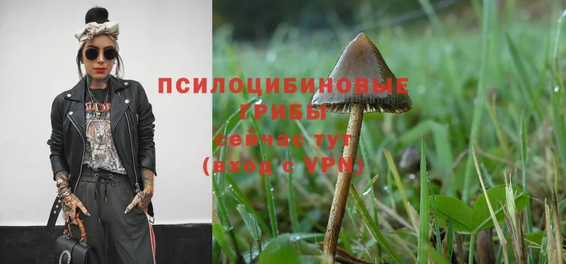 hydra рабочий сайт  Сосновка  Псилоцибиновые грибы Psilocybe 